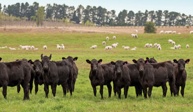 How genetics influence calf growth and mature cow size in NZ
