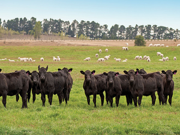 How genetics influence calf growth and mature cow size in NZ