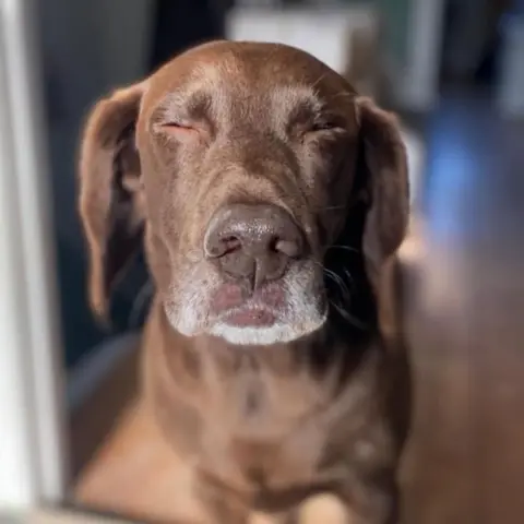 Tommy the dog. He is brown and has his eyes closed with his his nose pointing at the camera
