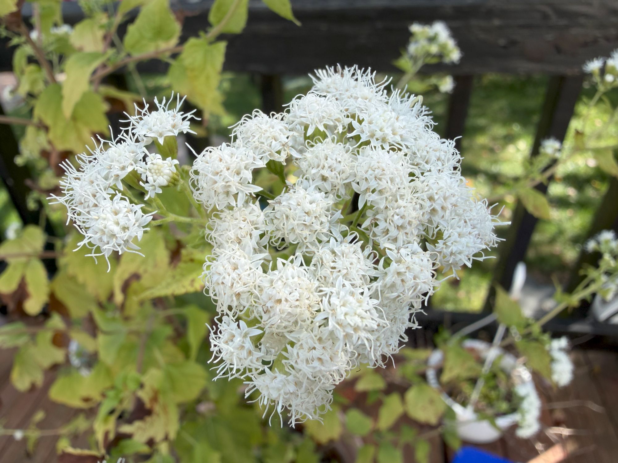 Apple iPhone 17 Pro Max macro sample.