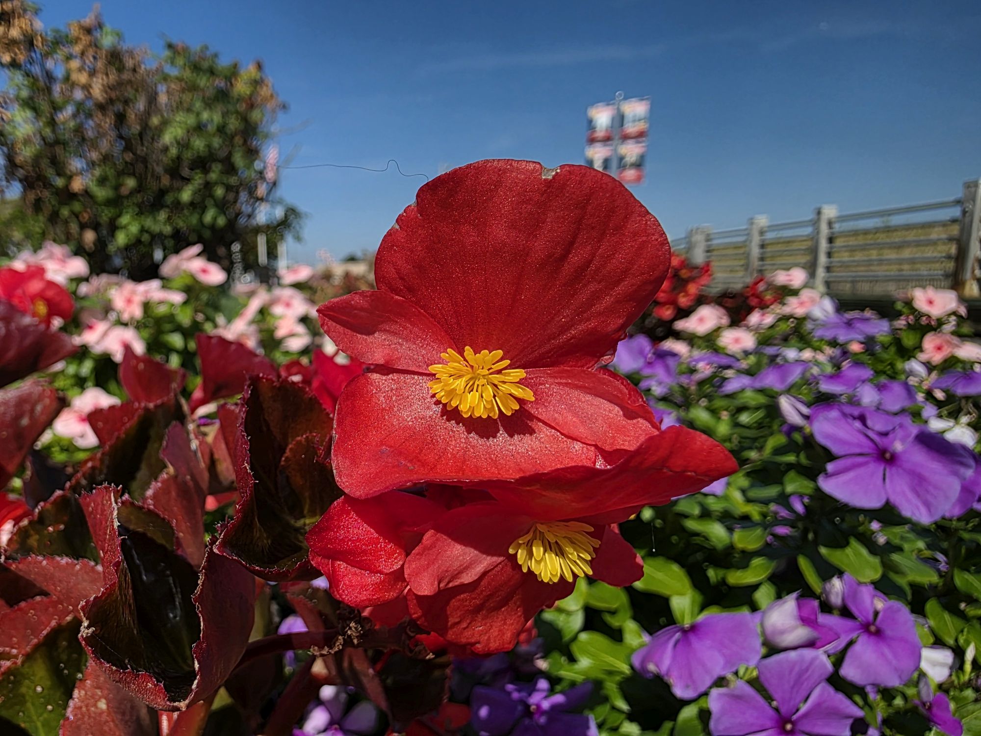 Samsung Galaxy S25 Ultra macro sample.