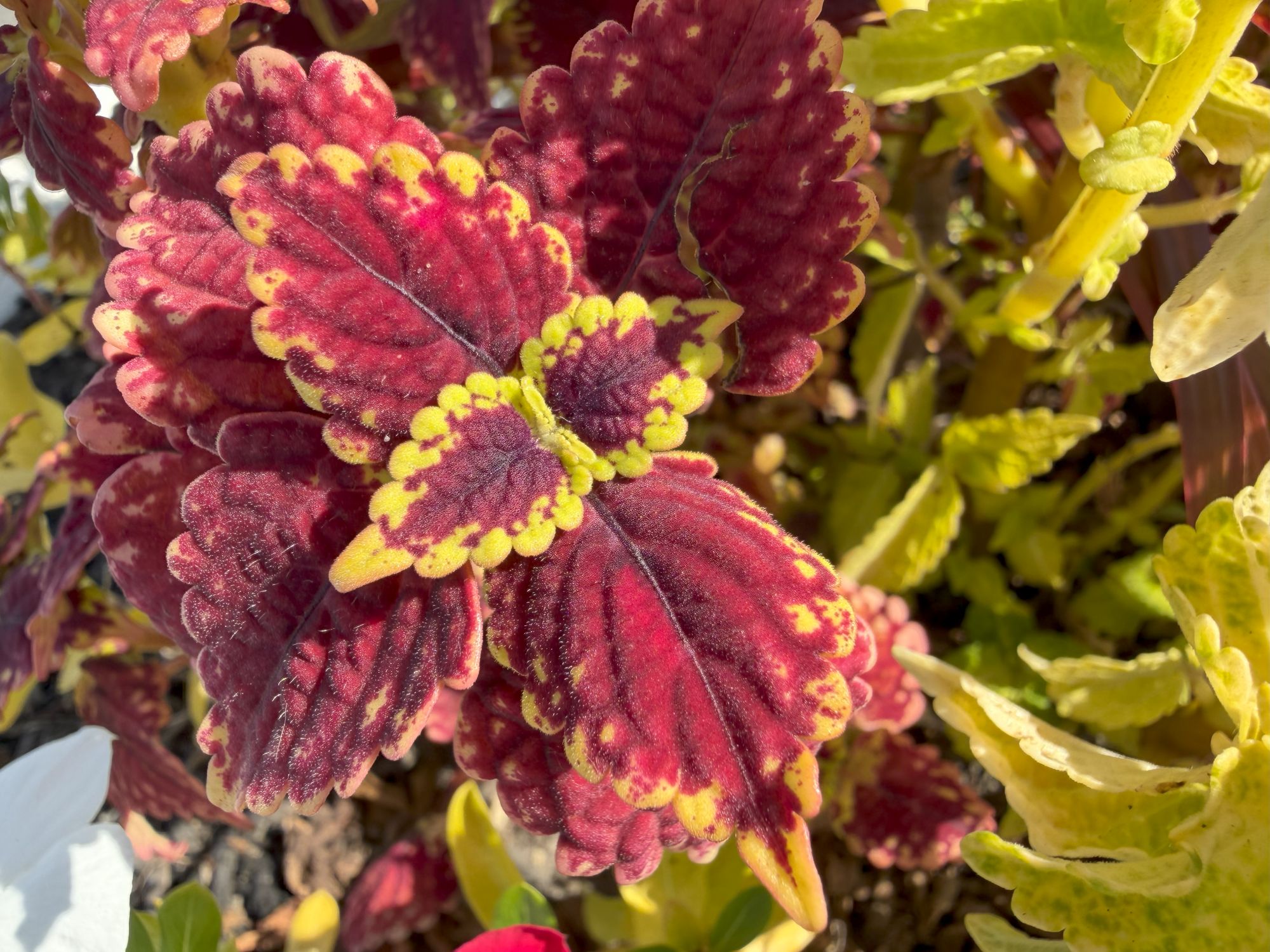 Apple iPhone 17 Pro Max macro sample.