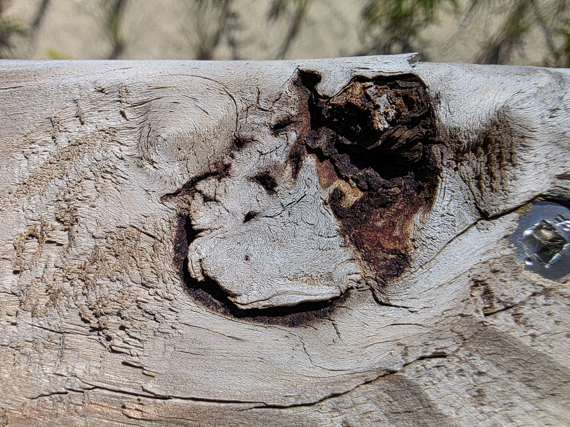 Samsung Galaxy S25 Ultra macro sample.