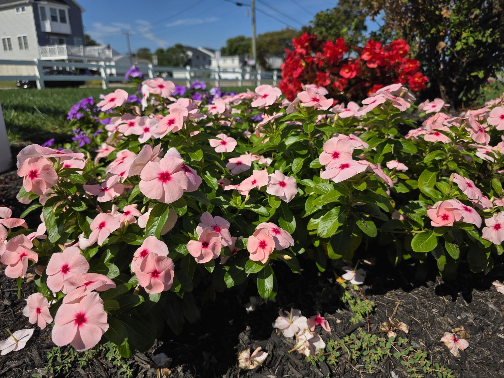 Samsung Galaxy S25 Ultra colors sample.