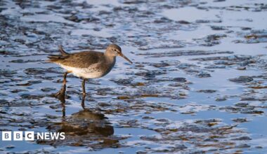 A bird wading across the mud. It has a speckled grey-brown back and a pale, mottled belly, while its red-orange legs are largely covered with mud. It's long orange bill is also caked in mud.