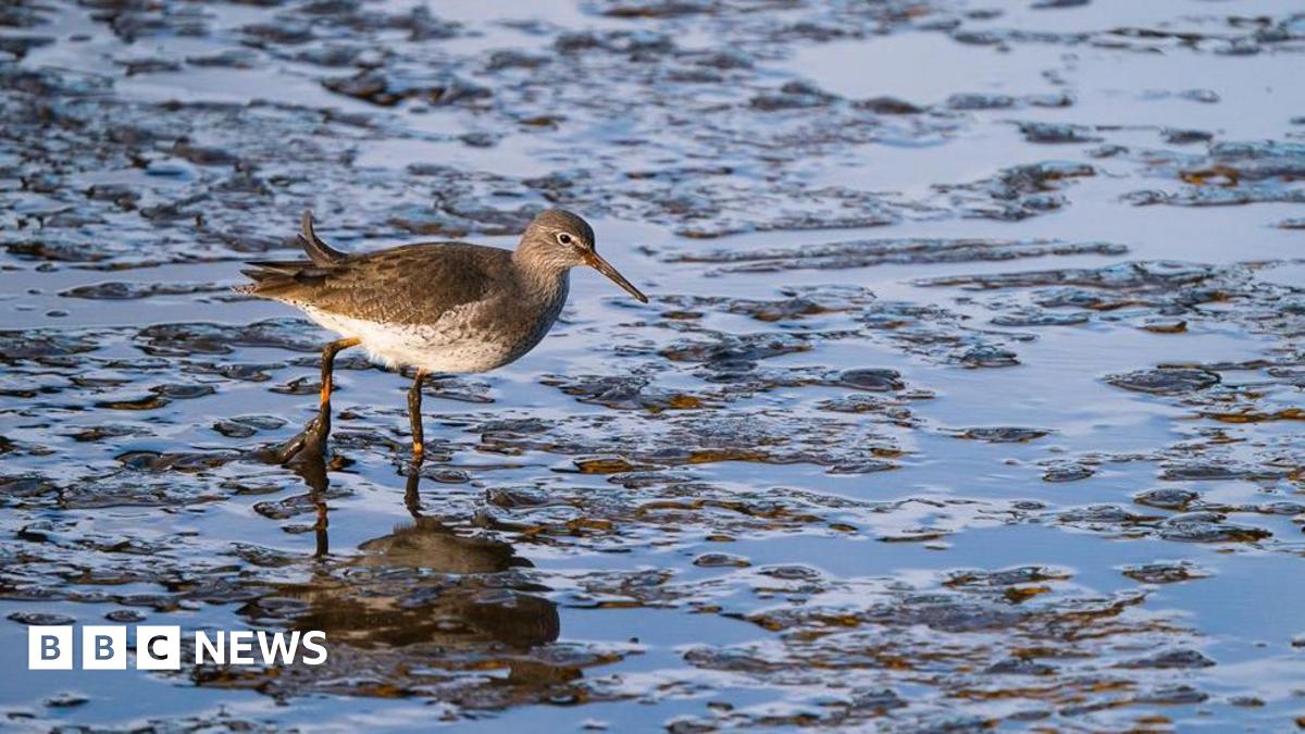 A bird wading across the mud. It has a speckled grey-brown back and a pale, mottled belly, while its red-orange legs are largely covered with mud. It's long orange bill is also caked in mud.