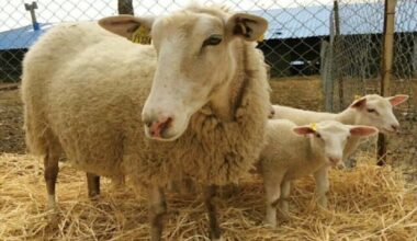 Iranian Knowledge-Based Firm Conducts Genetic Modification on Light Livestock