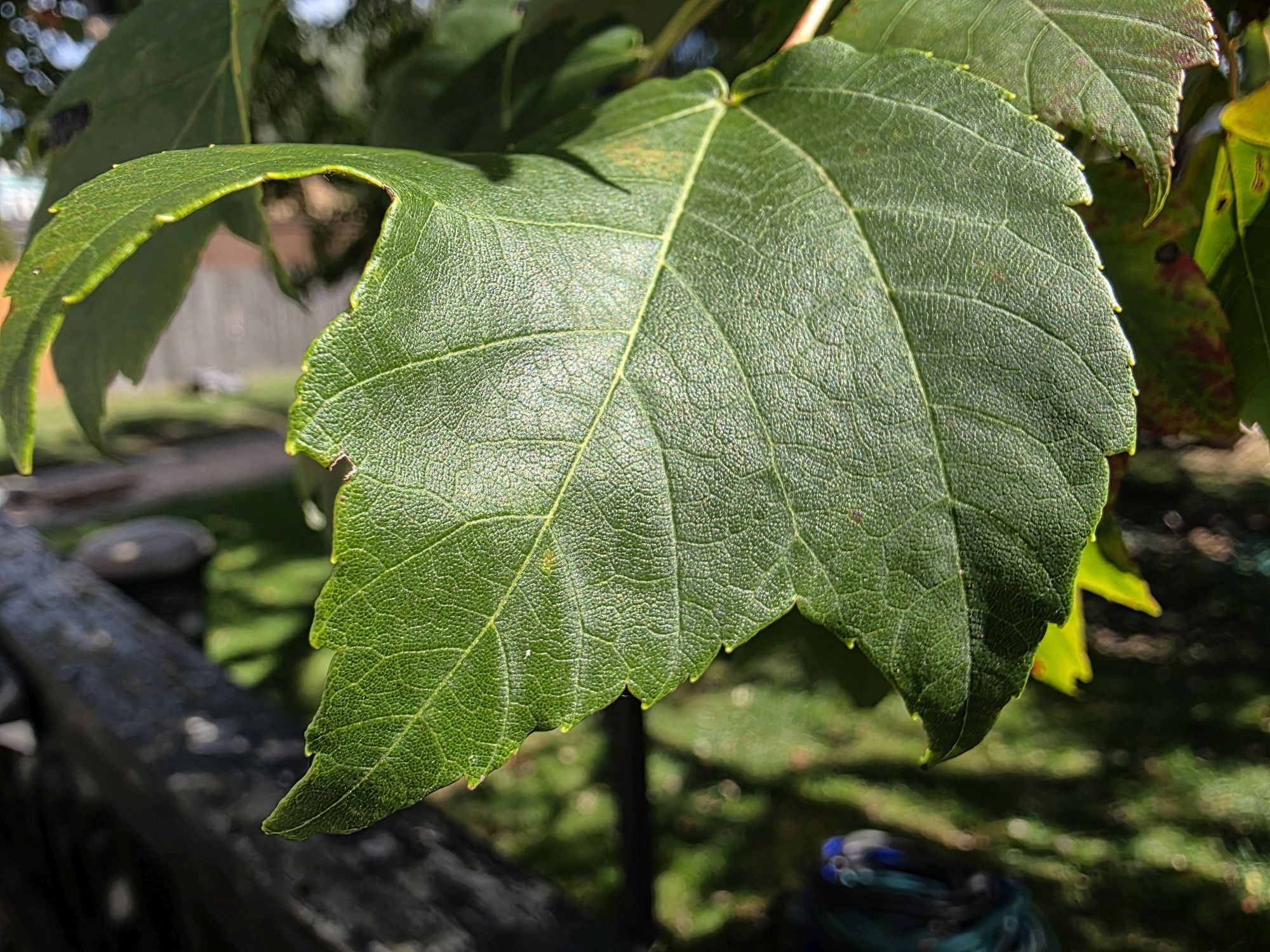 Samsung Galaxy S25 Ultra macro sample.