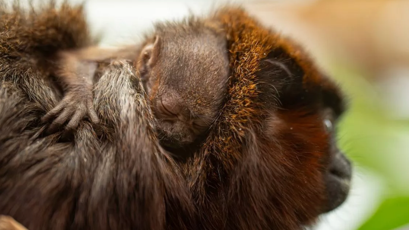 Baby coppery titi monkey has it's eyes closed and is clinging to parent's back.