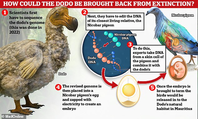 Scientists are using stem cell technology to bring back the extinct species - more than 350 years after it was wiped out