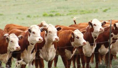 Key to Yearling Heifer Mating Success