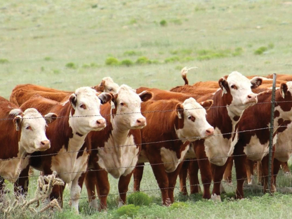 Key to Yearling Heifer Mating Success