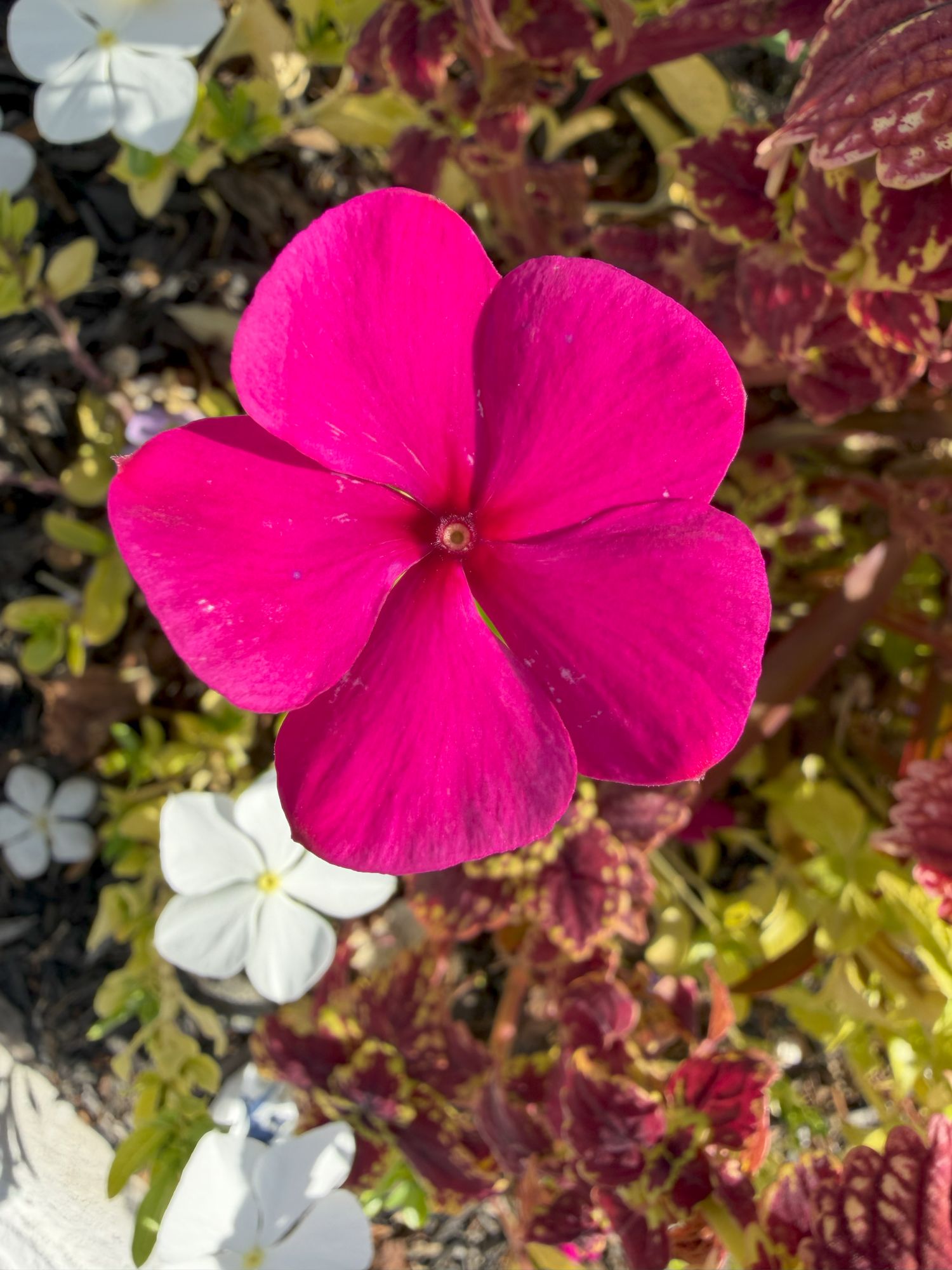 Apple iPhone 17 Pro Max macro sample.