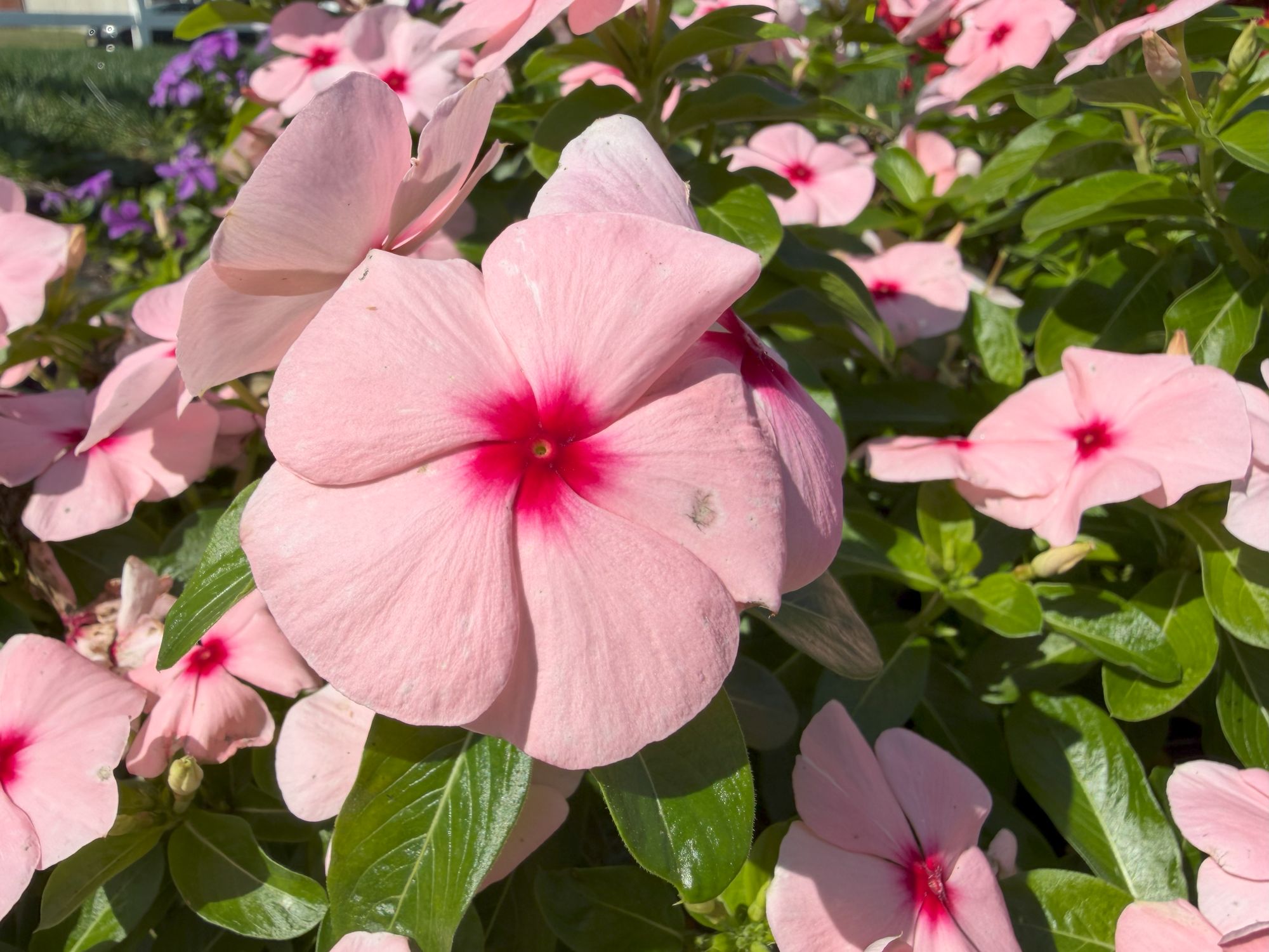 Apple iPhone 17 Pro Max macro sample.