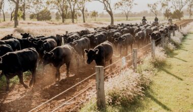 Trends to be aware of in commercial cattle breeding