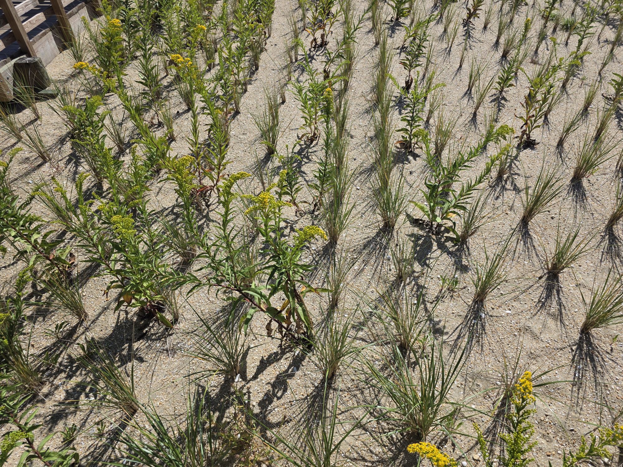 Samsung Galaxy S25 Ultra daytime sample.