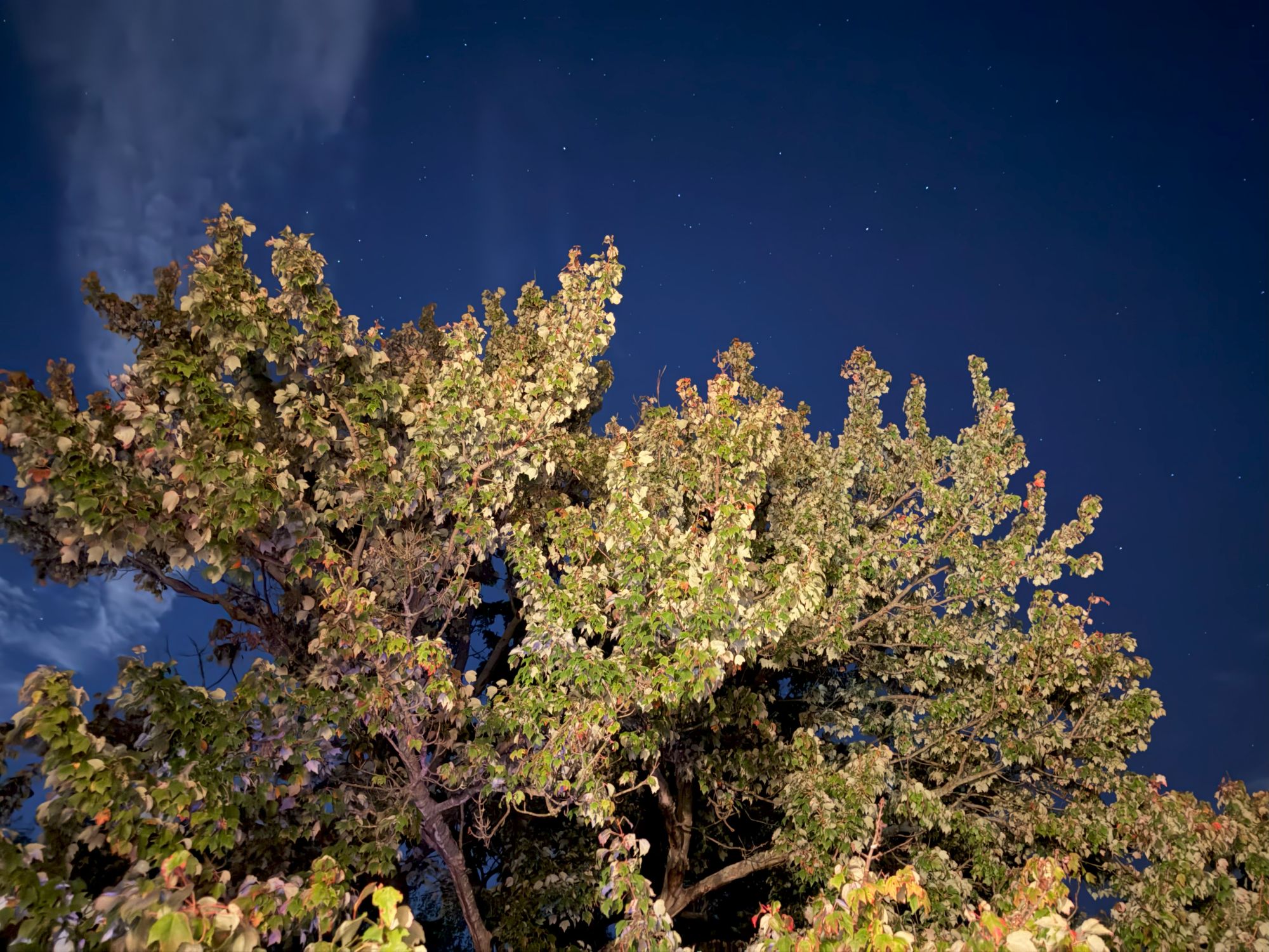 Apple iPhone 17 Pro Max low light sample.