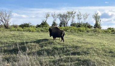 Sask. conservation group educates on the "genetic legacy" of bison - DiscoverMooseJaw.com