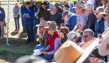 Weekly genetics review: Approach your bull buying activity like you are recruiting staff