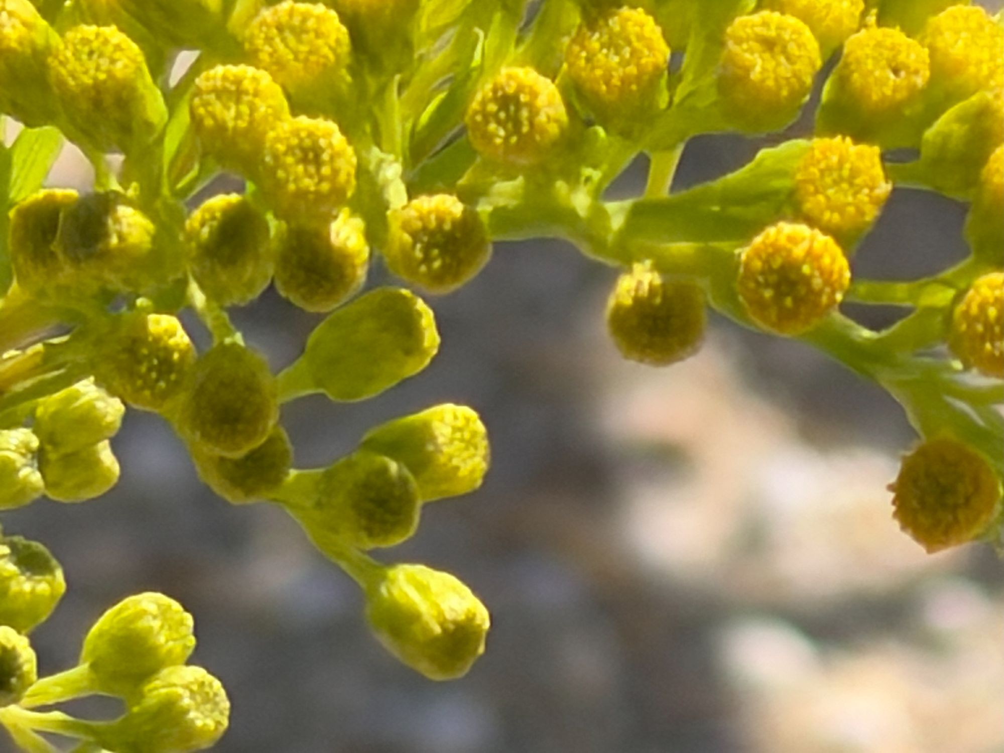 Apple iPhone 17 Pro Max zoom sample.