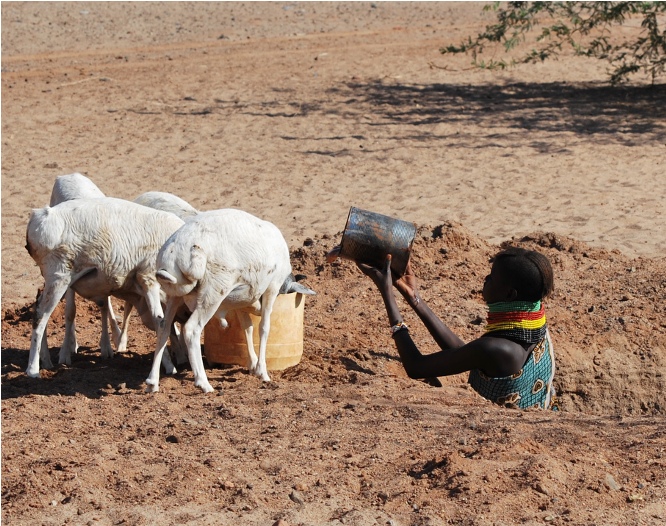 a woman chest-deep in a hole in a dry, sandy riverbed dumping a can of water into a tub for goats to drink