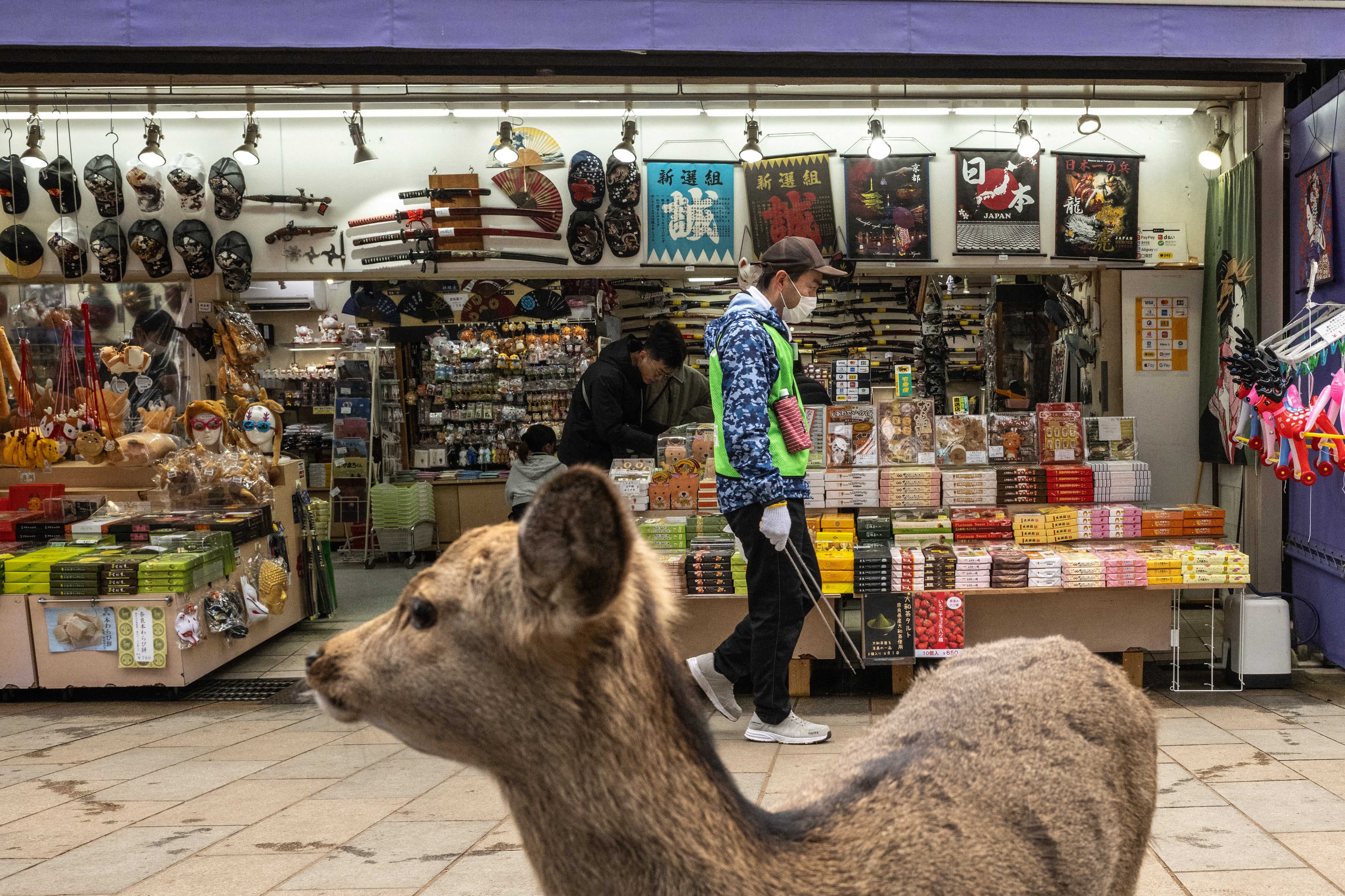 A deer looks on as a staff member from the ‘bika no kai’ or ‘beautiful deer’ litter patrol squad pick up trash to prevent deer from eating garbage at Nara Park in Nara on 27 January 2025