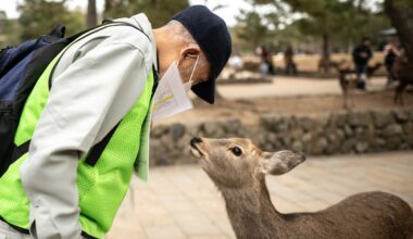 Number of injuries among tourists up as Nara deer population hits record levels