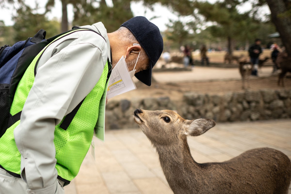 Number of injuries among tourists up as Nara deer population hits record levels