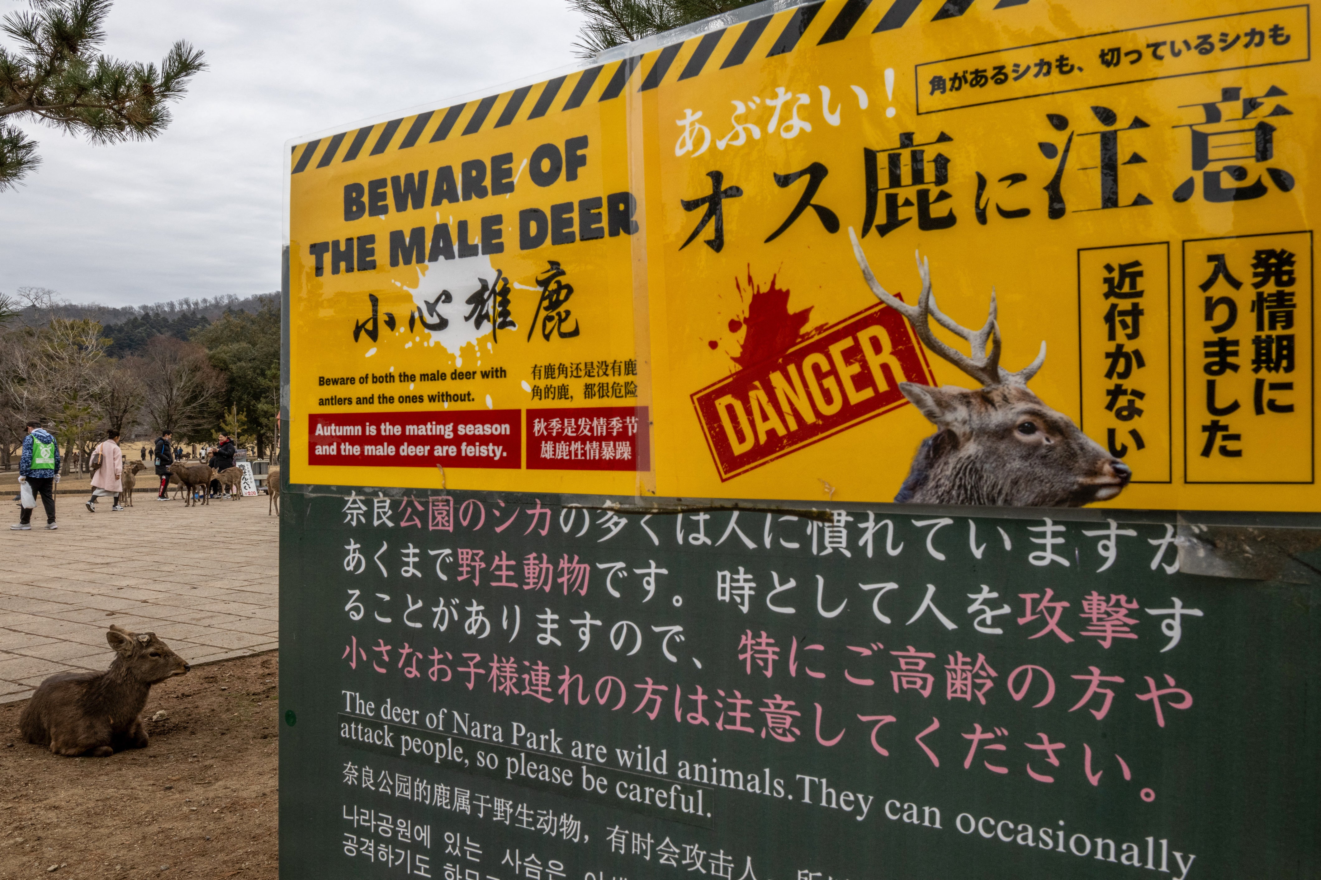 A deer rests next to a sign warning visitors about male deer at Nara Park in Nara on 27 January 2025