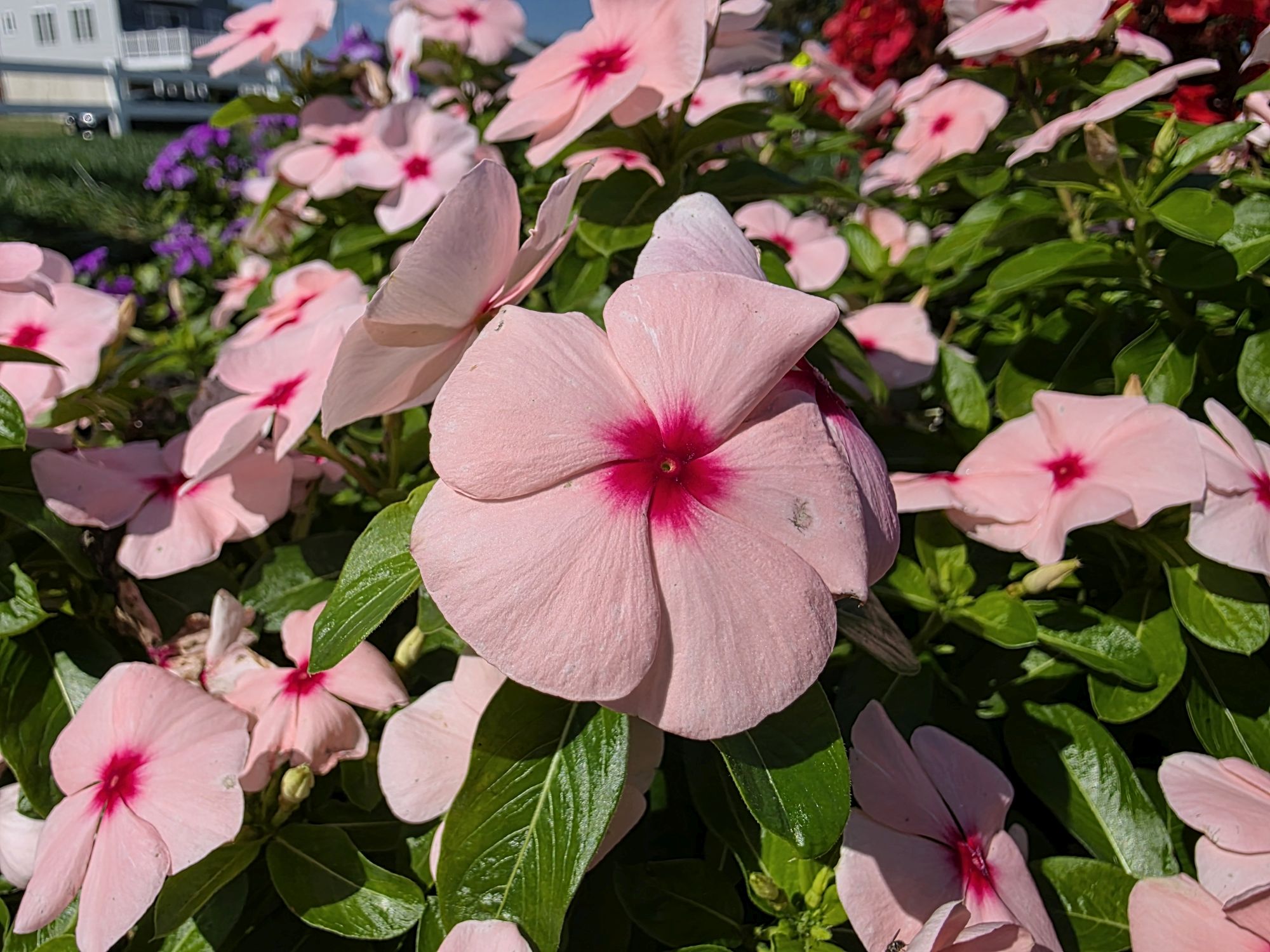 Samsung Galaxy S25 Ultra macro sample.