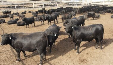 Genetics & feedlot performance - observations from the US