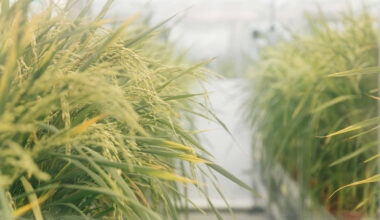 Natural genetic engineering could be key to climate resilient crops | News