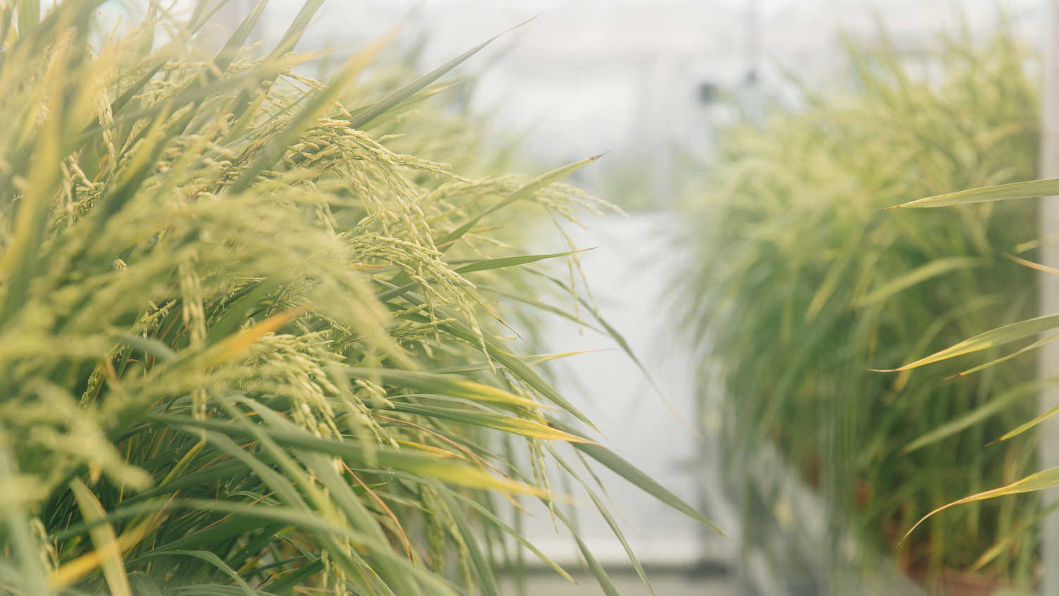 Natural genetic engineering could be key to climate resilient crops | News