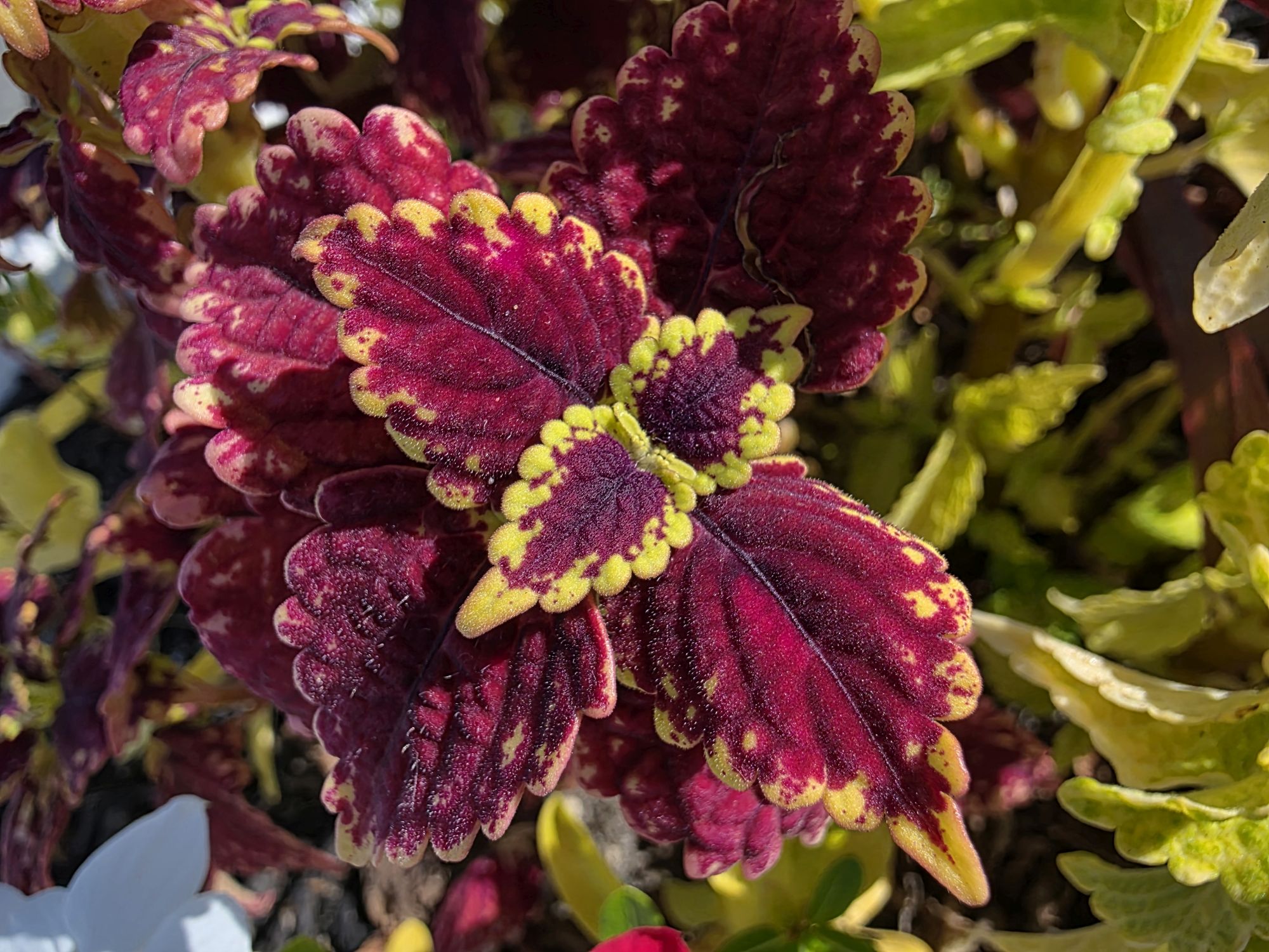 Samsung Galaxy S25 Ultra macro sample.