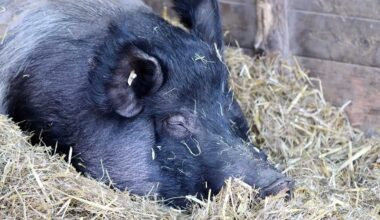 Hogs Look to Monday Trade, with Specs Holding a Record Net Long