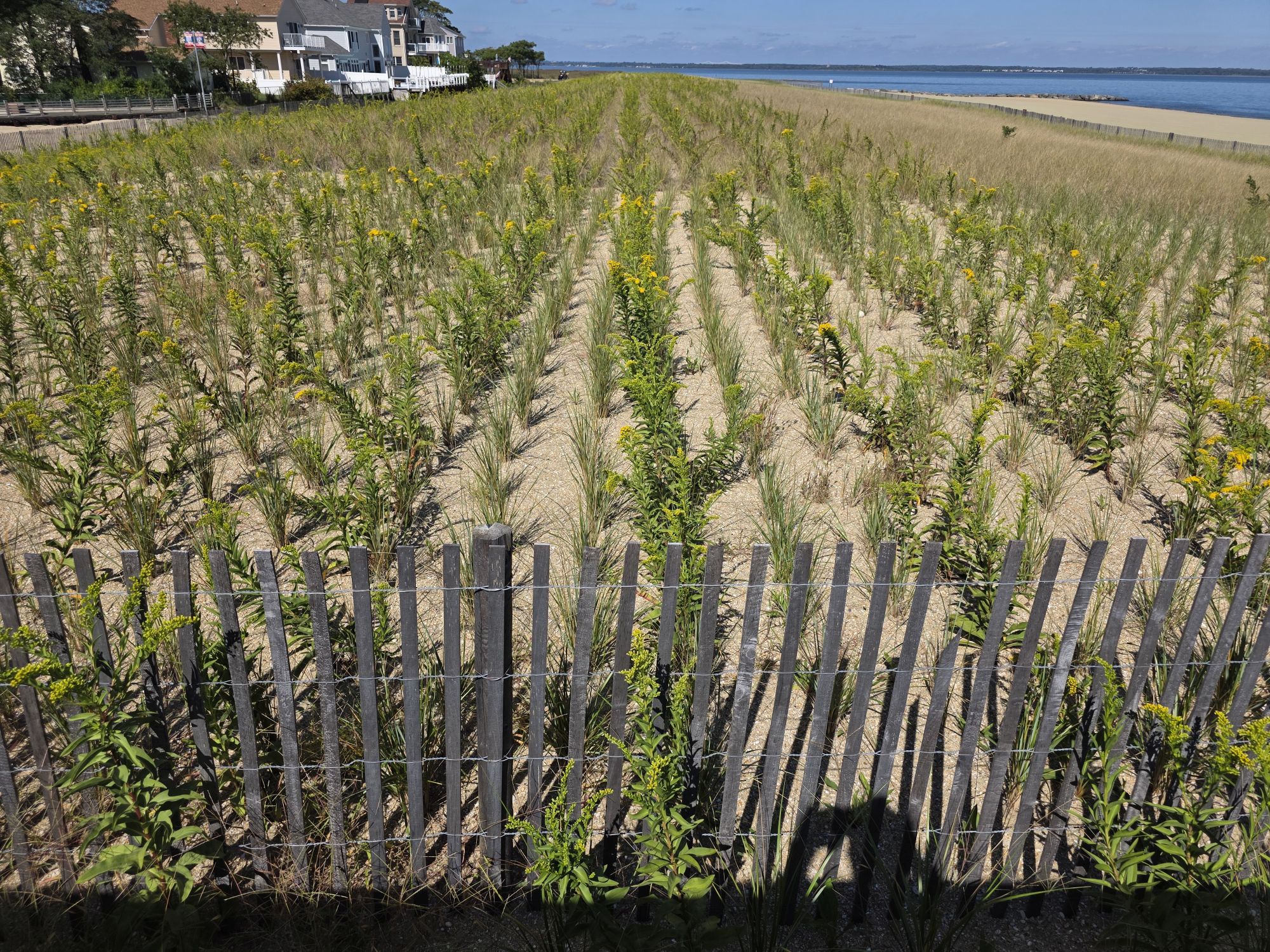 Samsung Galaxy S25 Ultra daytime sample.