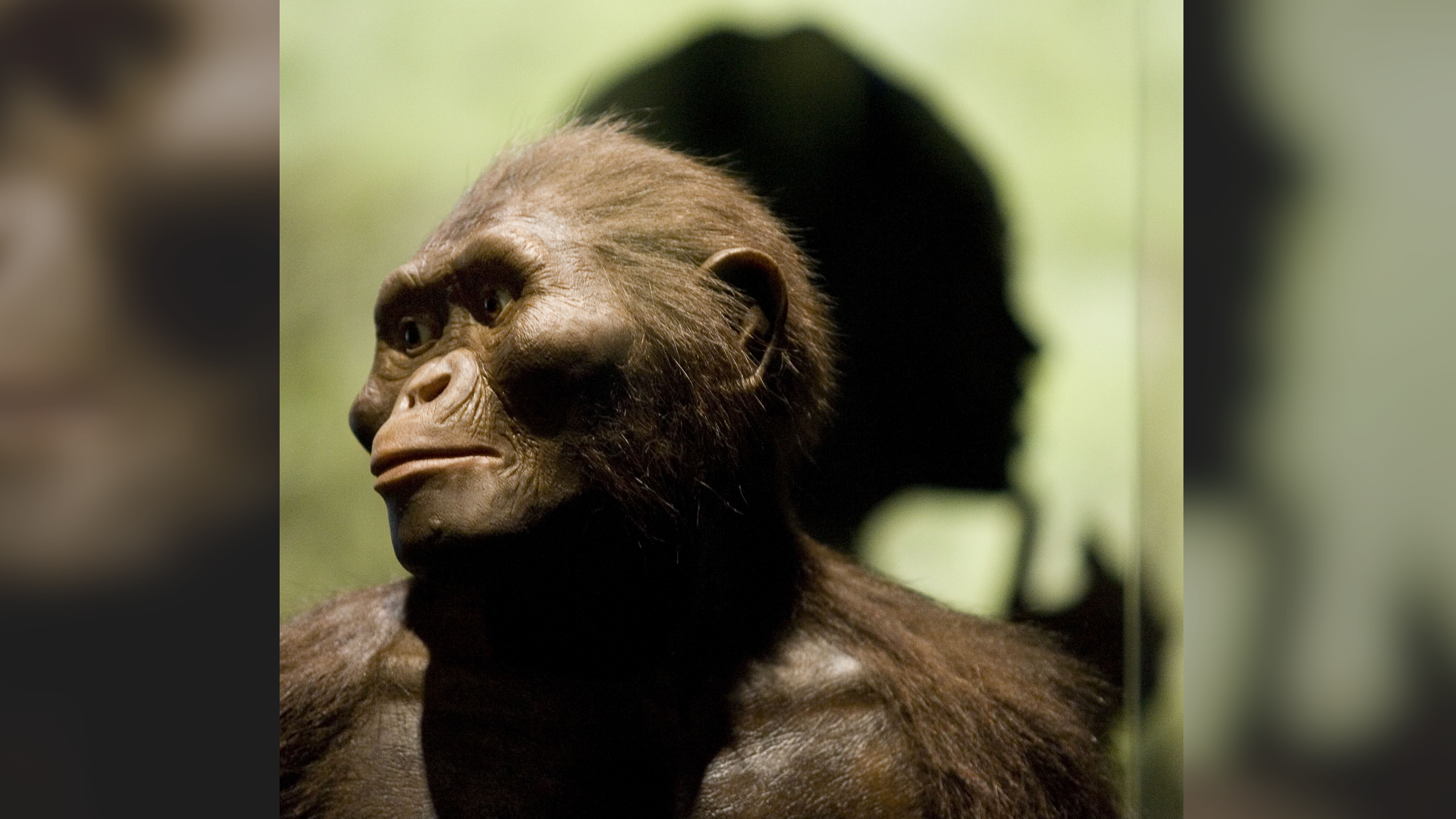a reconstruction of Lucy, an australopithecine, against a moss green background