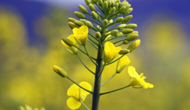 Researchers find genetic variability in camelina that could boost…