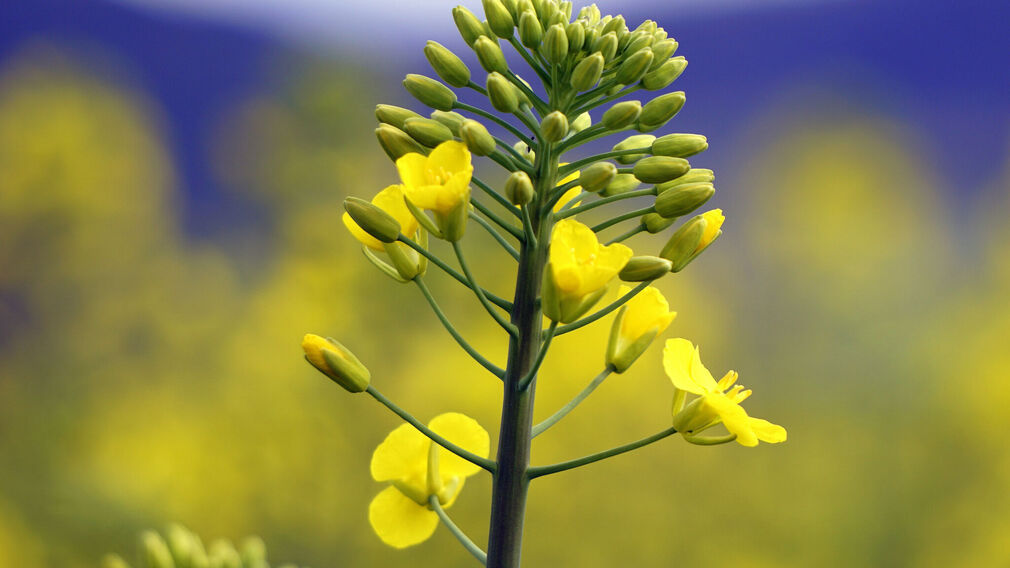 A new study has found genetic variability in camelina that could boost production. Image source: Pixabay