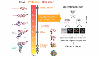 Tracing The Origin Of Earth Life’s Genetic Code To Early Protein Structures