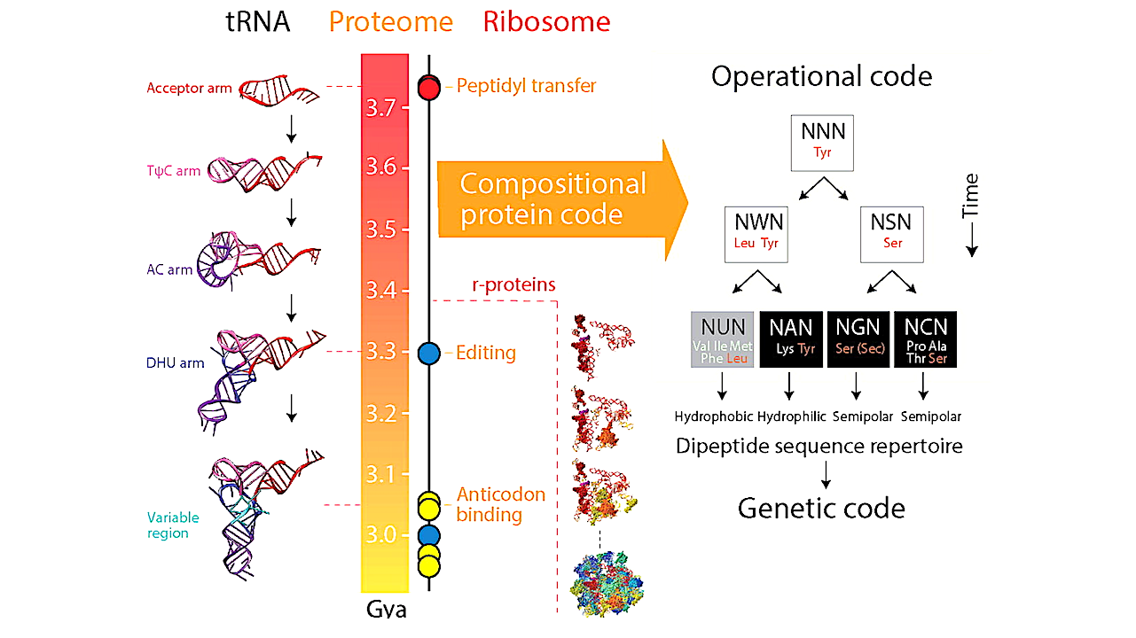 Tracing The Origin Of Earth Life’s Genetic Code To Early Protein Structures