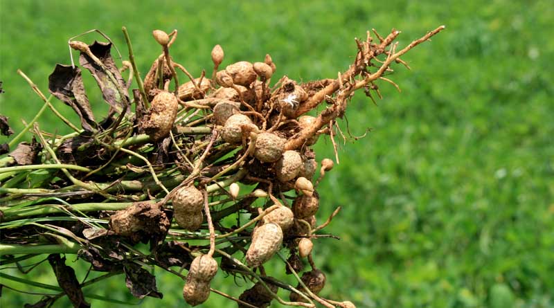 ICRISAT Study Unlocks Genetic Path to Protect Groundnuts from Stem Rot