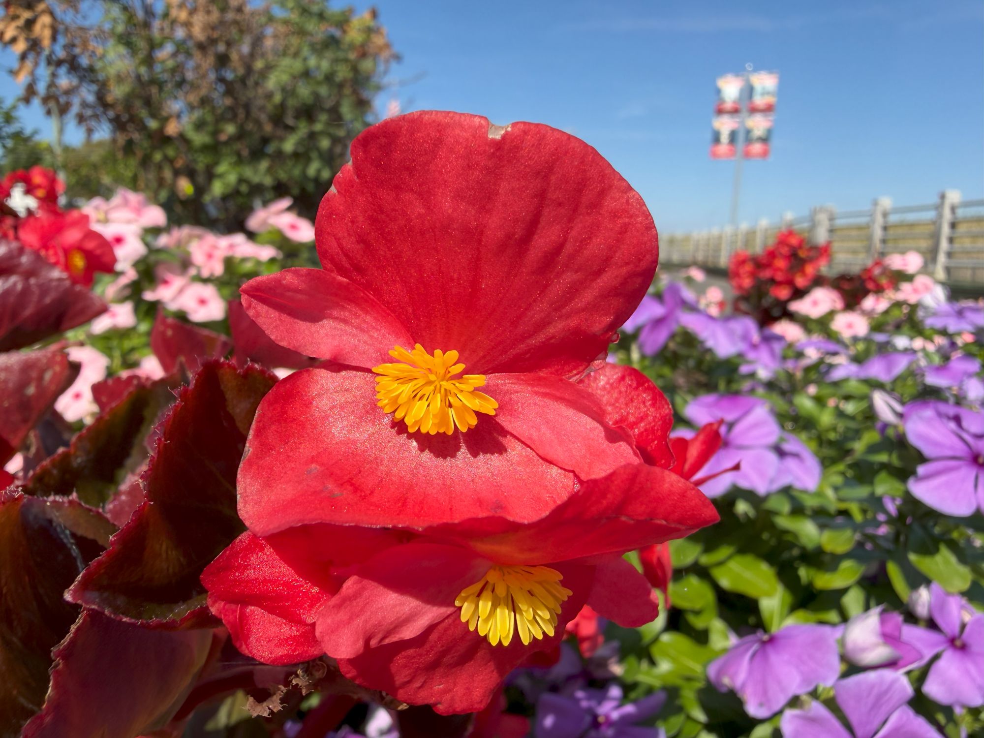 Apple iPhone 17 Pro Max macro sample.