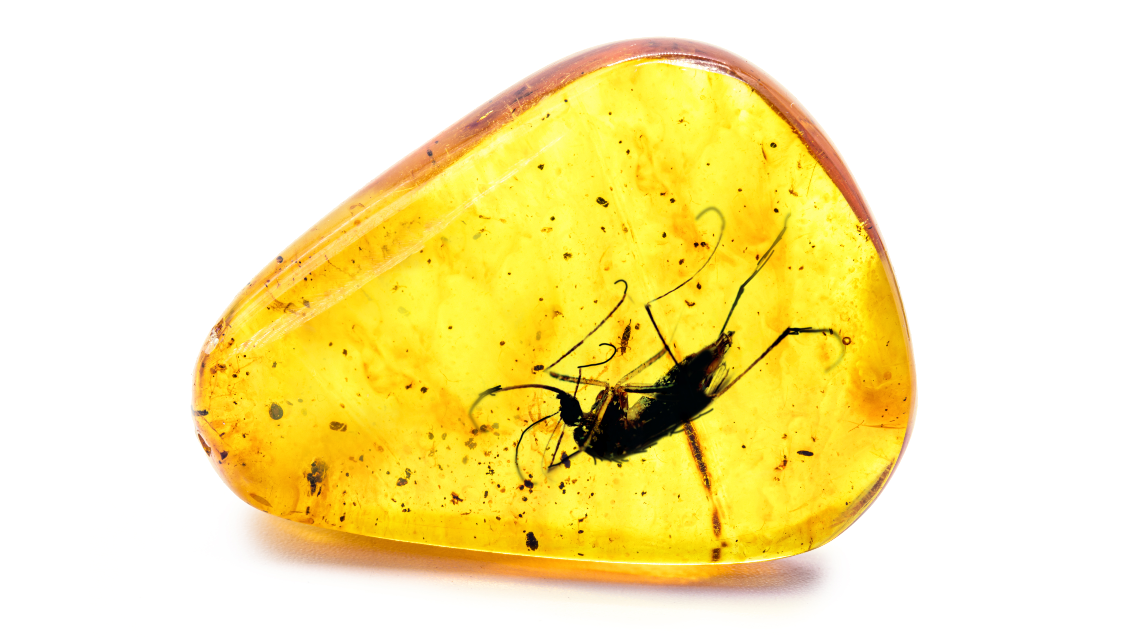 a piece of yellow amber has a mosquito trapped in it