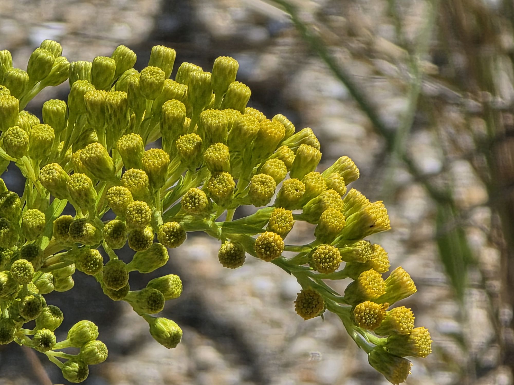 Samsung Galaxy S25 Ultra zoom sample.