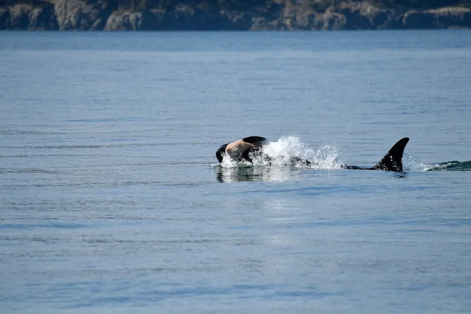 In this image released by the SeaDoc Society/San Diego Zoo Wildlife Alliance, an orca whale known as J36 is seen propping up the body of her dead calf in the waters of Rosario Strait near Orcas Island, Washington, on Friday, Sept. 12, 2025. (SeaDoc Society/San Diego Zoo Wildlife Alliance via AP) (San Diego Zoo Wildlife Alliance)