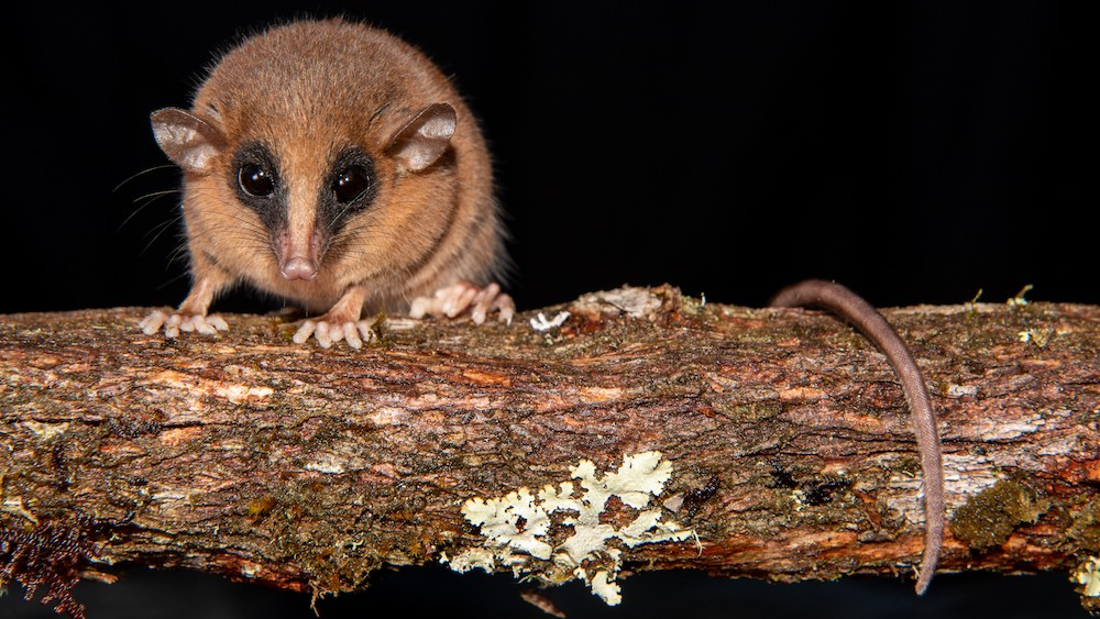 a small brown mouse-like marsupial with large black eyes, small ears, and a long, narrow nose sits on a branch and stares at the camera