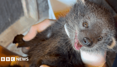 Close up image of baby binturong