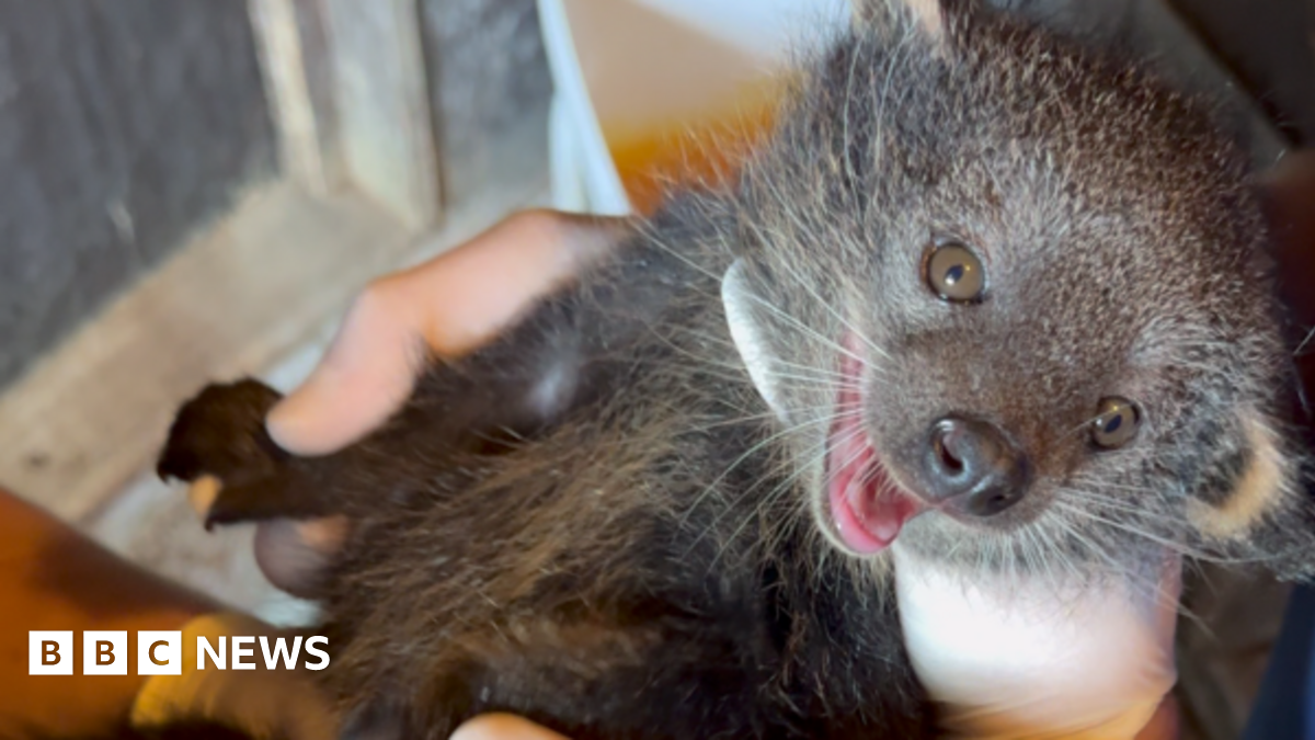 Close up image of baby binturong