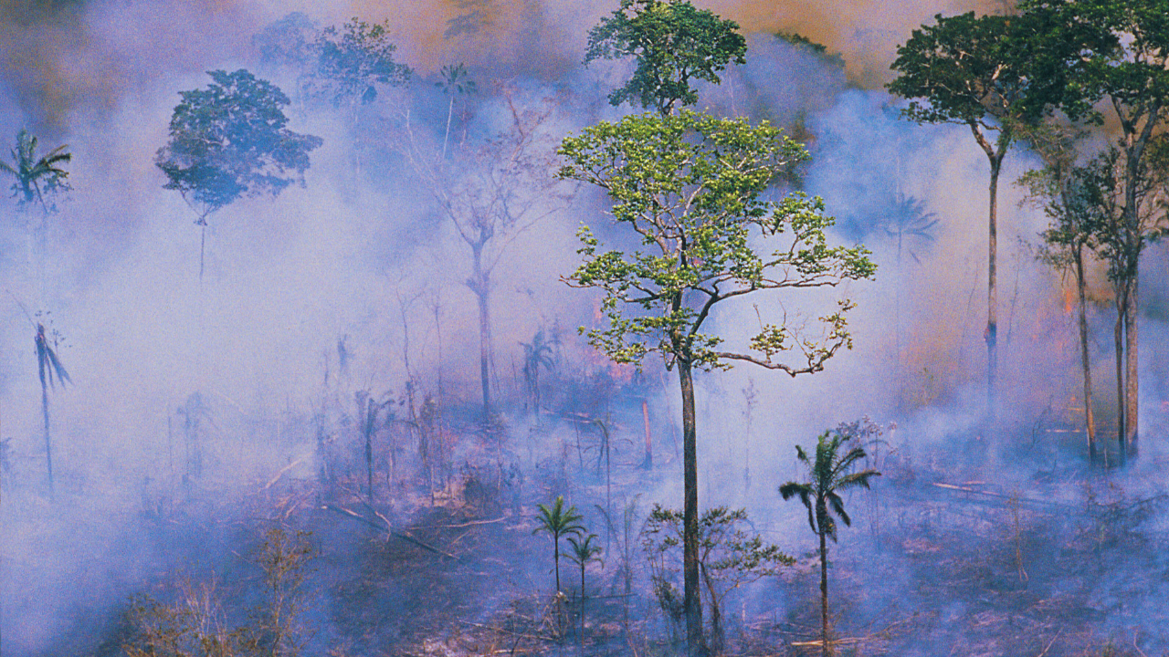 amazon trees